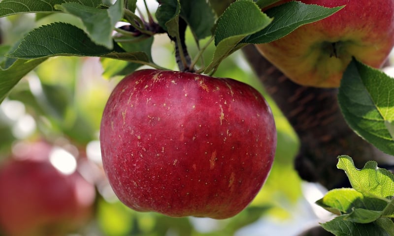 Fruit Trees in Cities