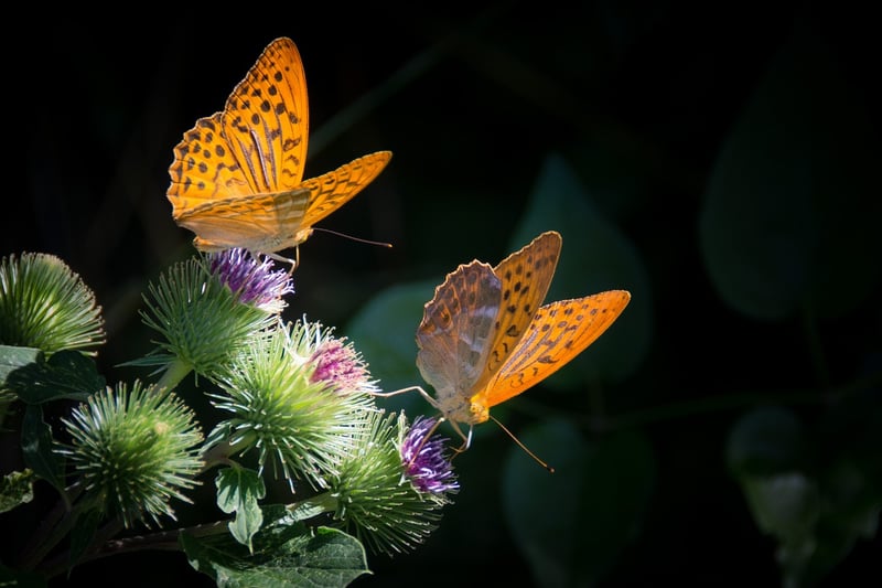 Butterfly Garden