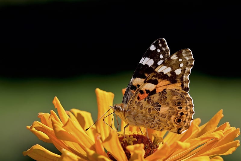 Butterfly on flowers