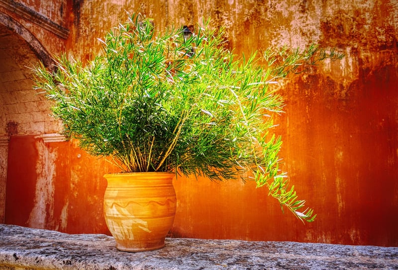 Tin Can Planters