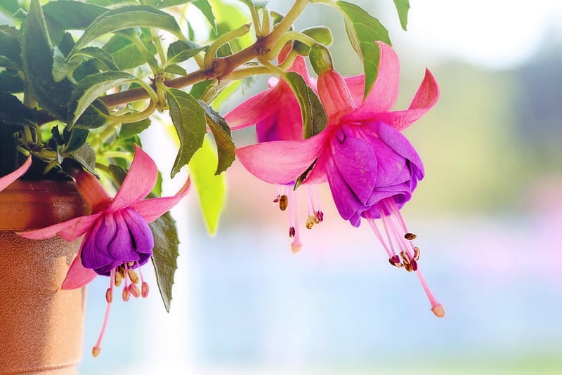 Hanging Gutter Garden