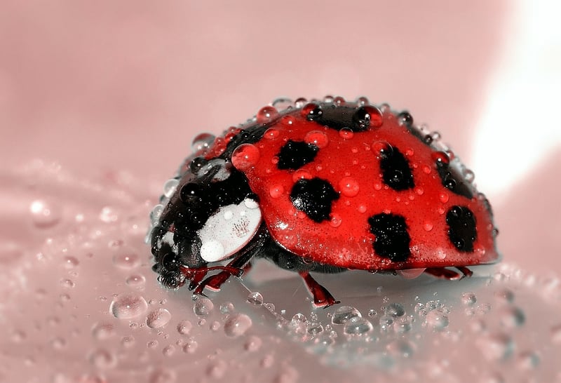 Ladybug on leaf