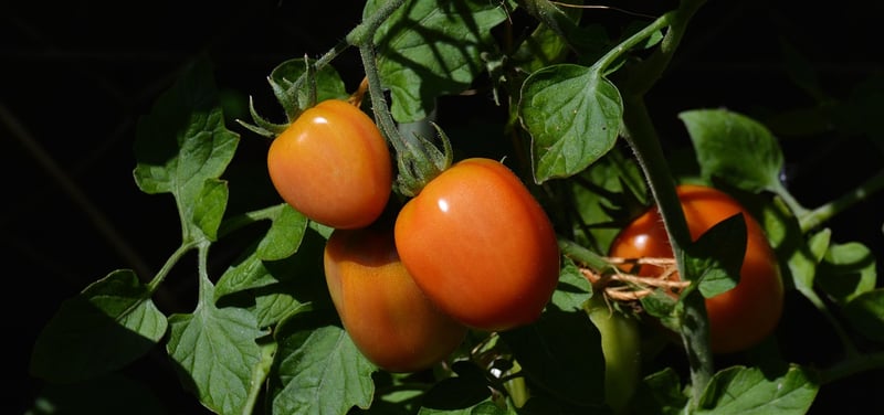 Trellis Gardening